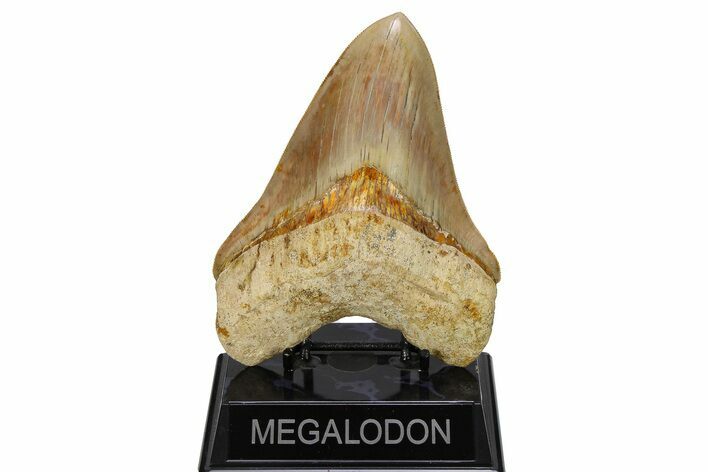 Serrated, Fossil Megalodon Tooth - Indonesia #279211